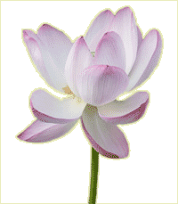 lotus.gif